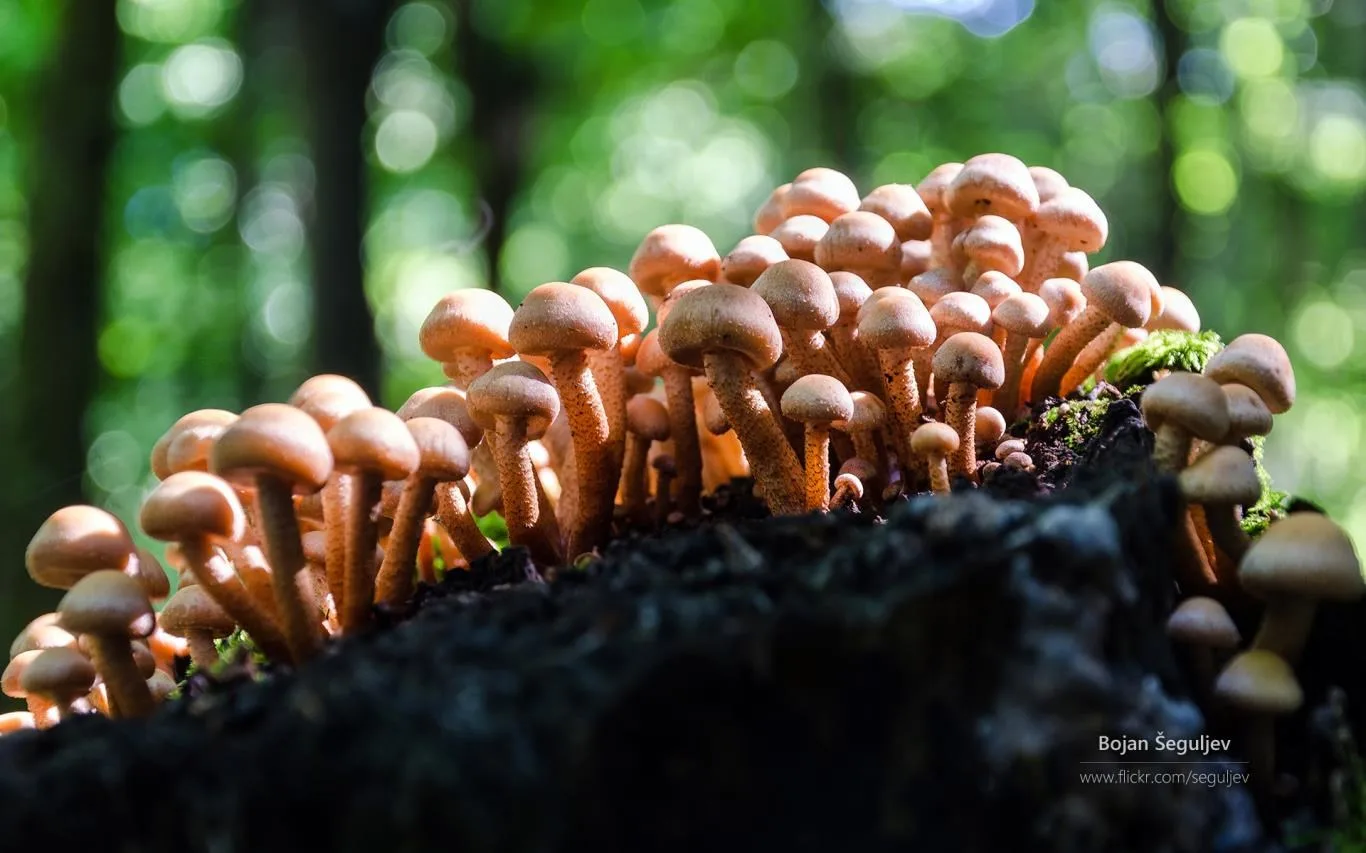 The Forest Floor by Bojan Šeguljev screenshot 2