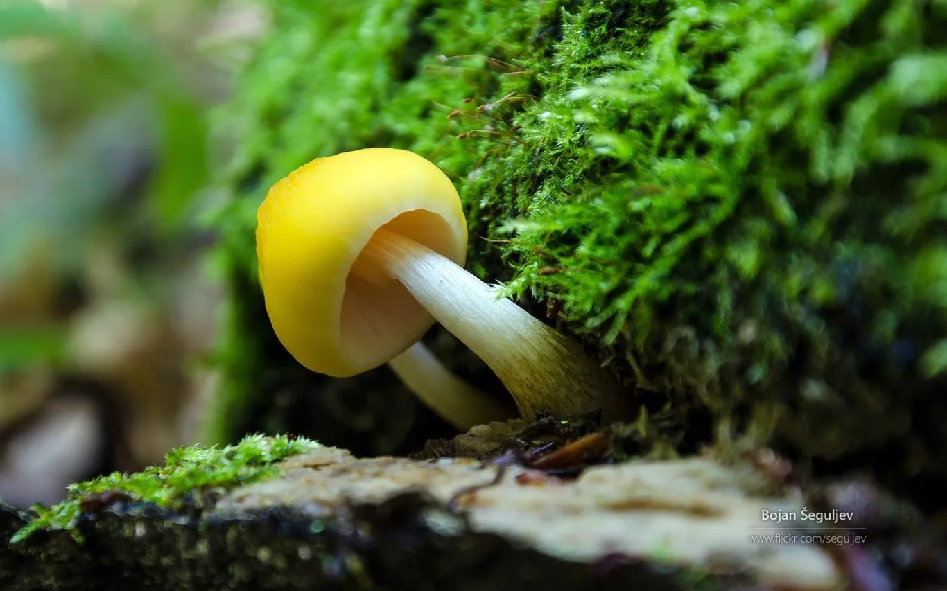 The Forest Floor by Bojan Šeguljev screenshot 4