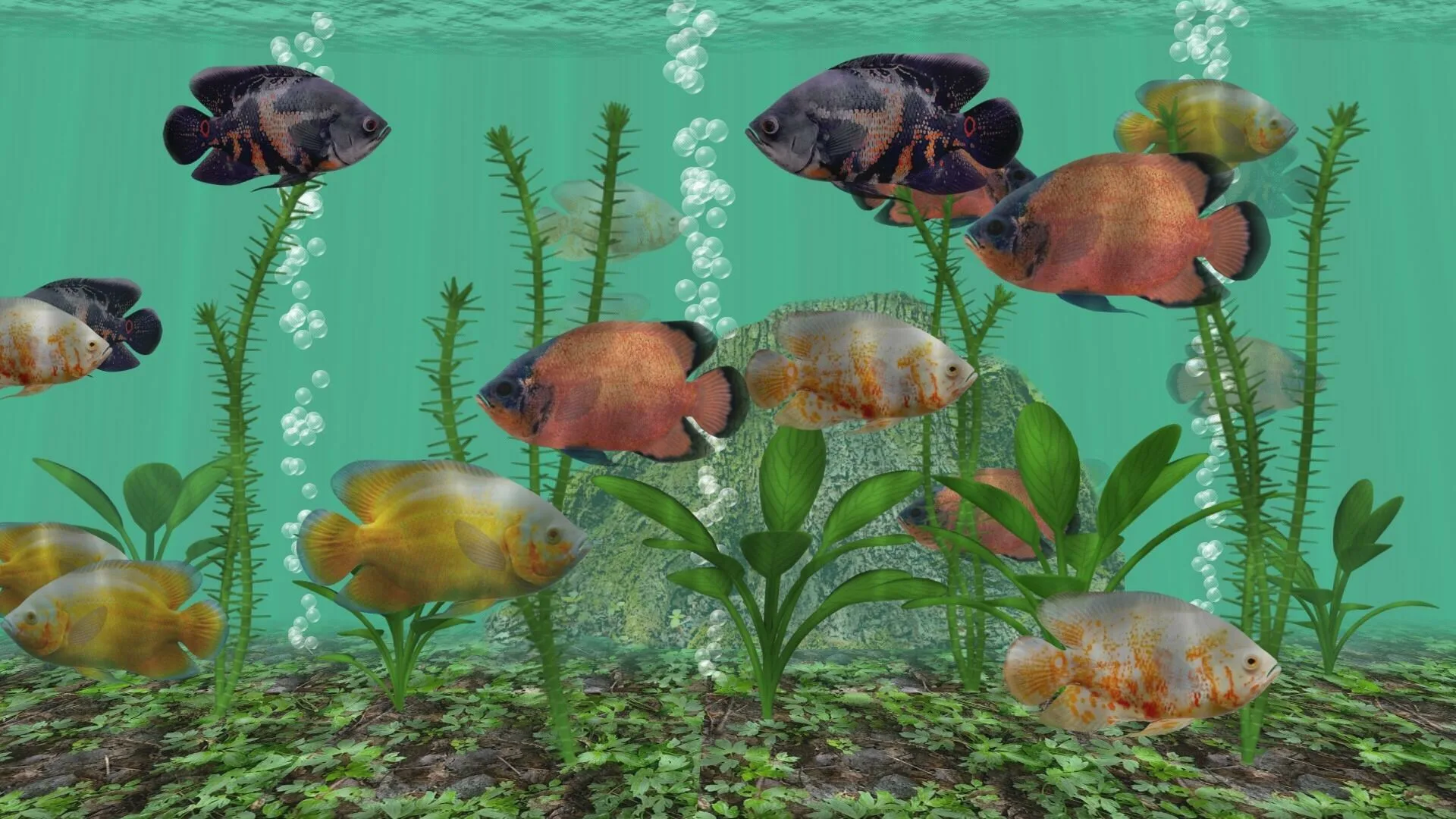 Oscar Fish Aquarium - 3D Aquarium Live App screenshot 2
