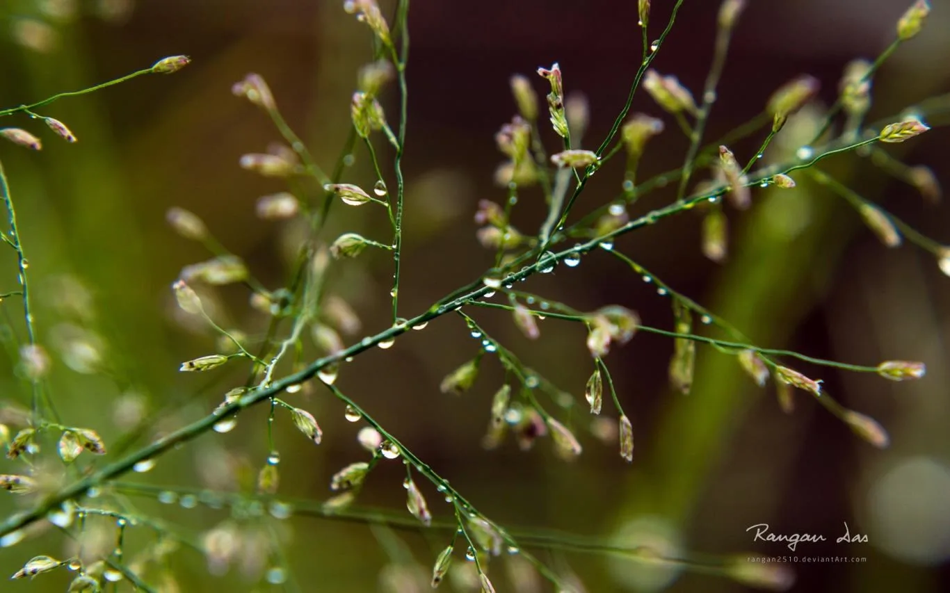 Raindrops by Rangan Das screenshot 1