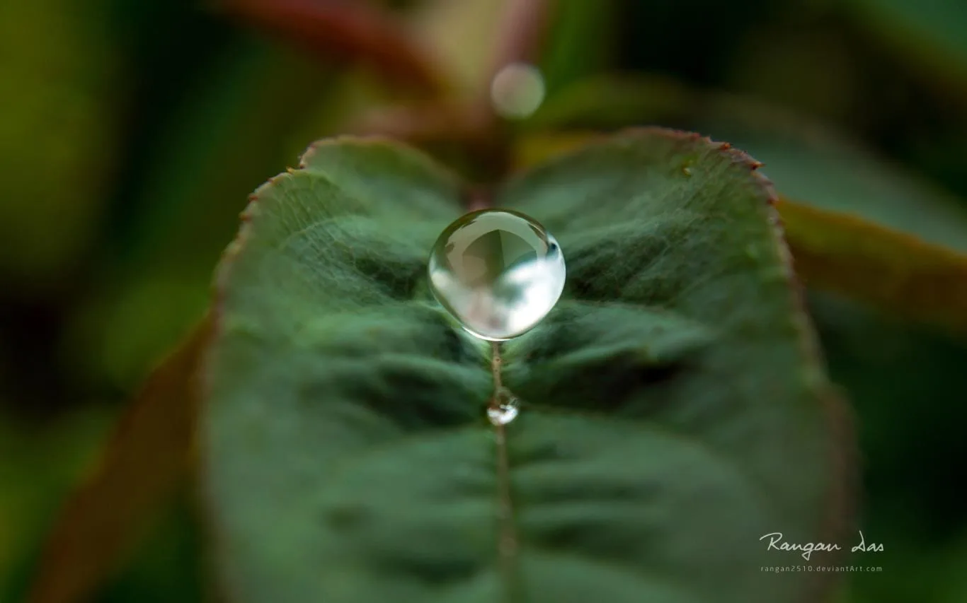Raindrops by Rangan Das screenshot 2