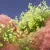 Blooming Dimensions
