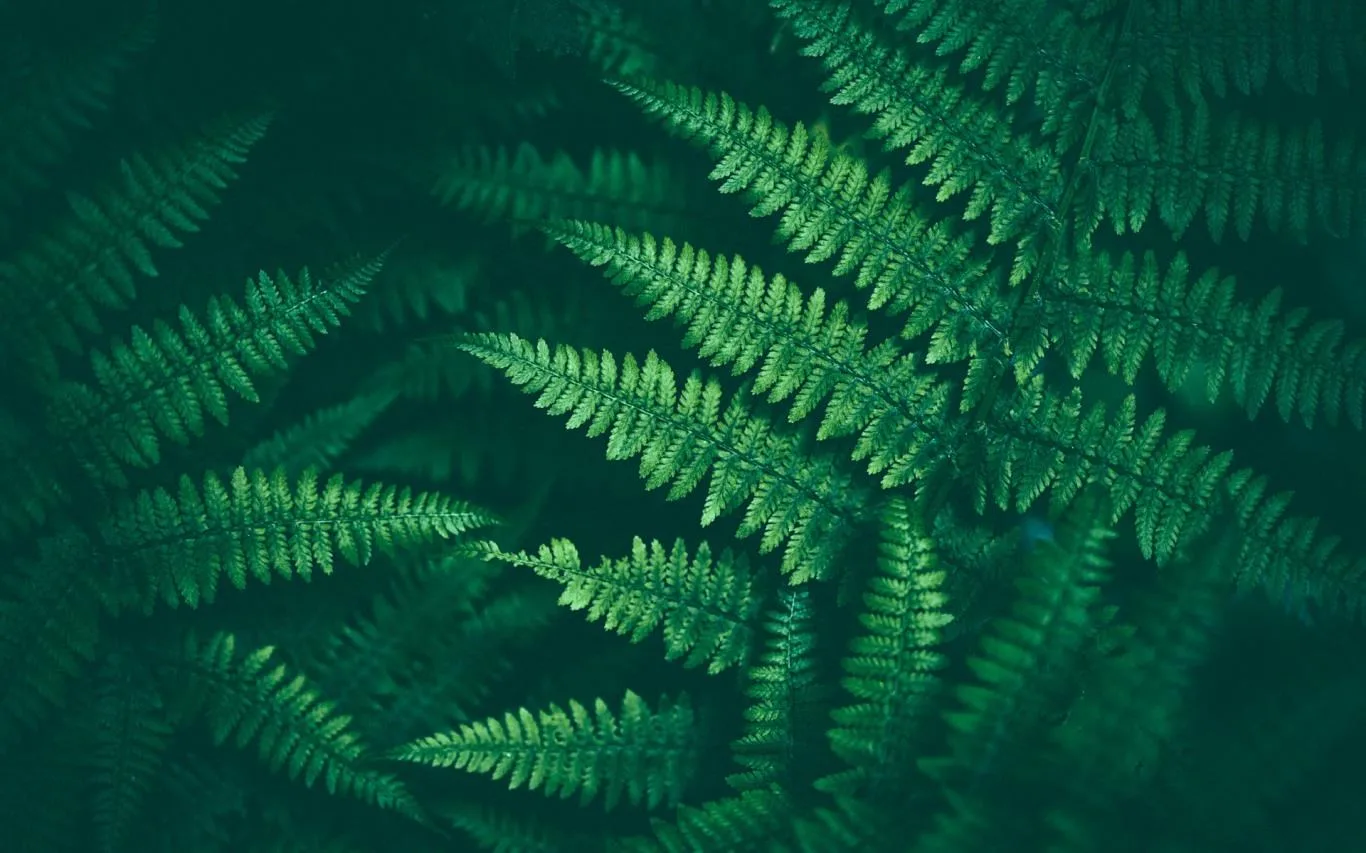 Shapes of Leaves screenshot 1