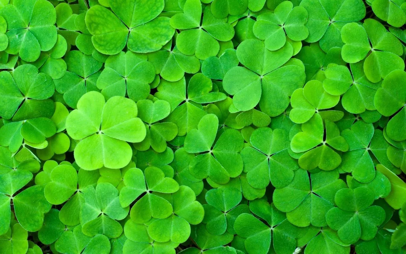 Shapes of Leaves screenshot 3