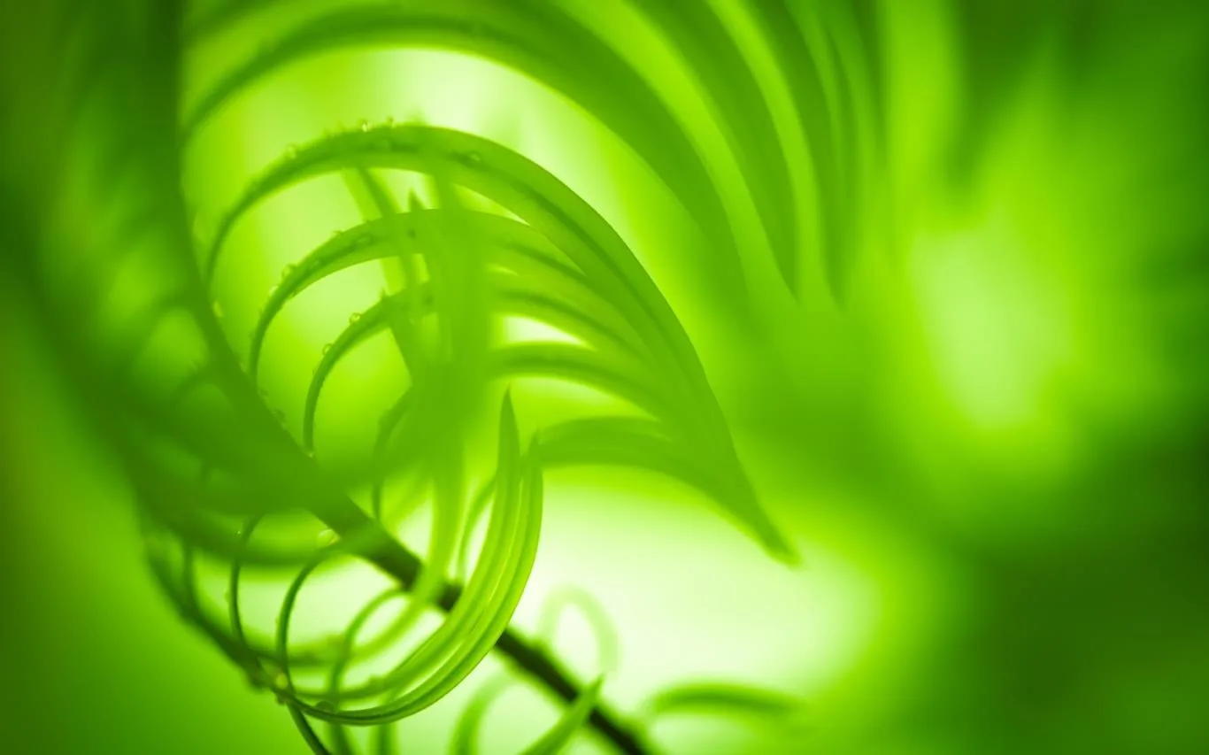 Shapes of Leaves screenshot 4
