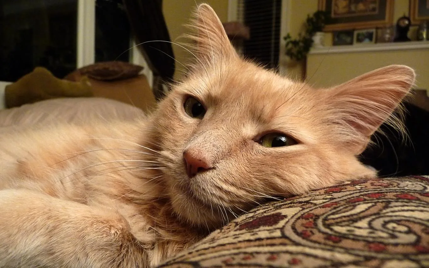 Cats Anytime screenshot 1