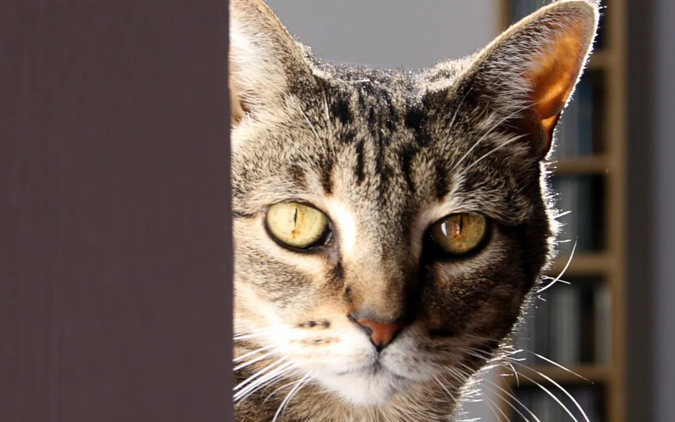 Cats Anytime screenshot 2