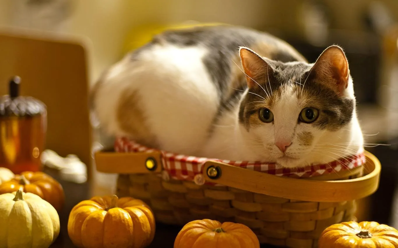 Cats Anytime screenshot 3