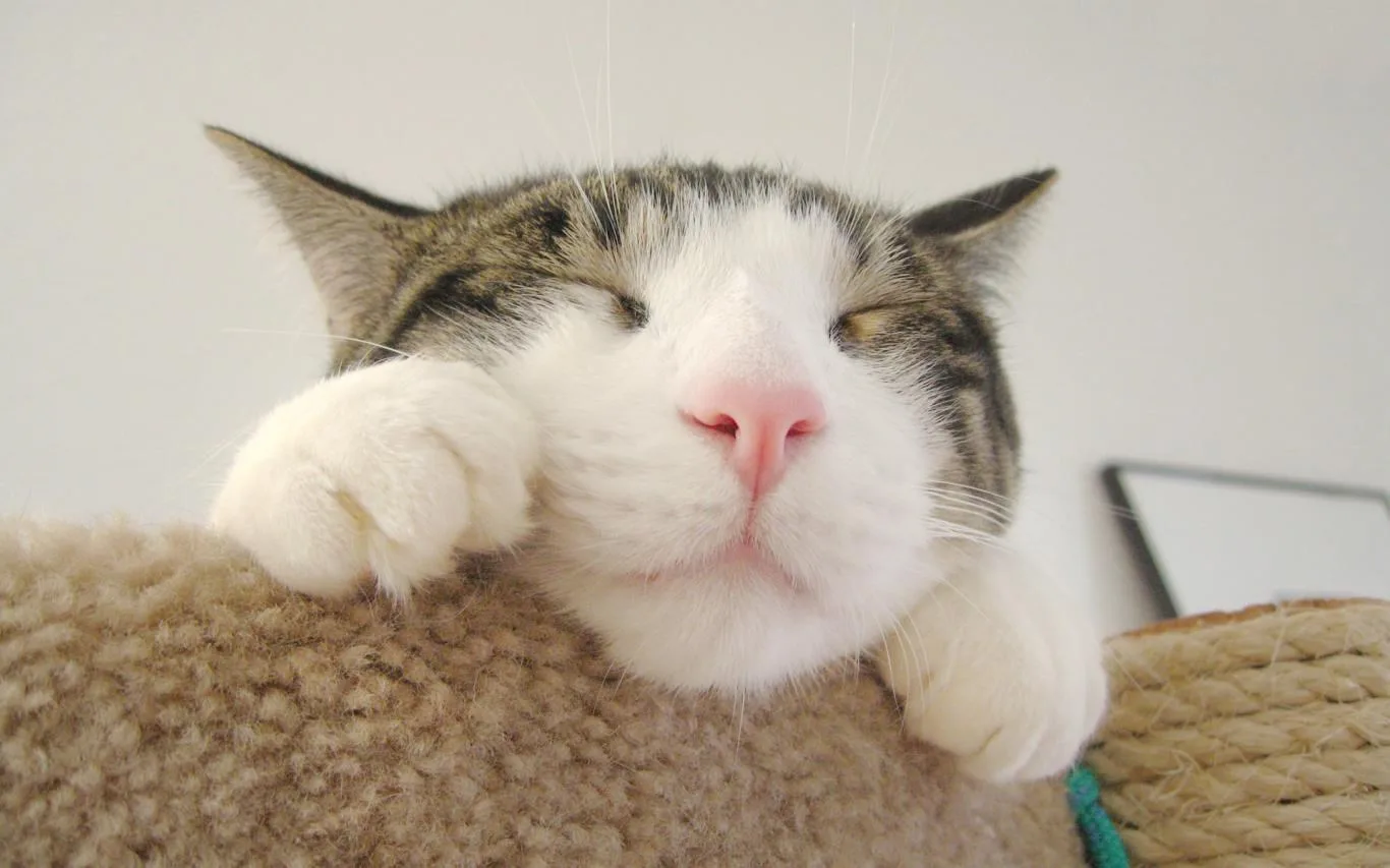 Cats Anytime screenshot 4