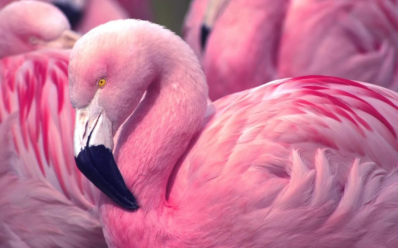Pretty in Pink screenshot 1