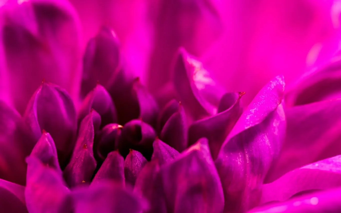 Pretty in Pink screenshot 2