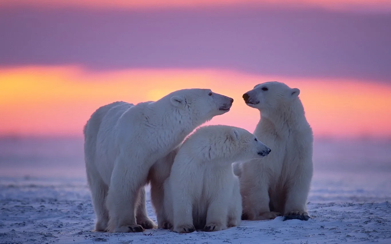 Polar Animals screenshot 2