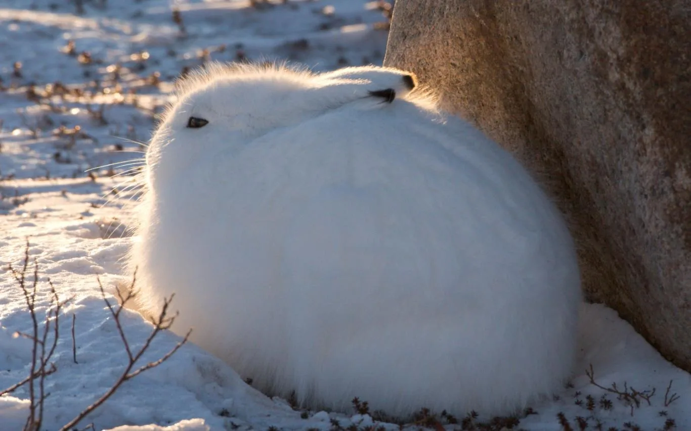 Polar Animals screenshot 4