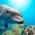 Whales and Dolphins
