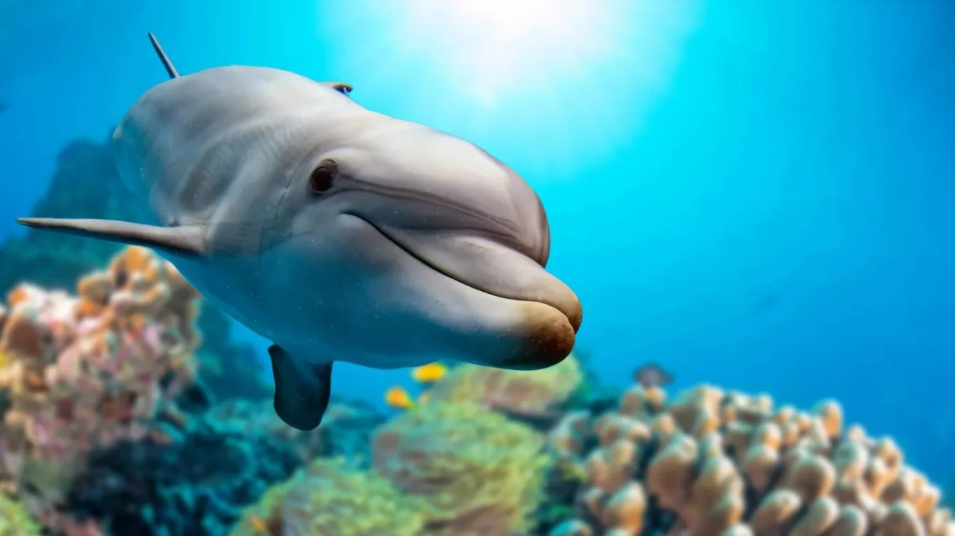 Whales and Dolphins screenshot 1