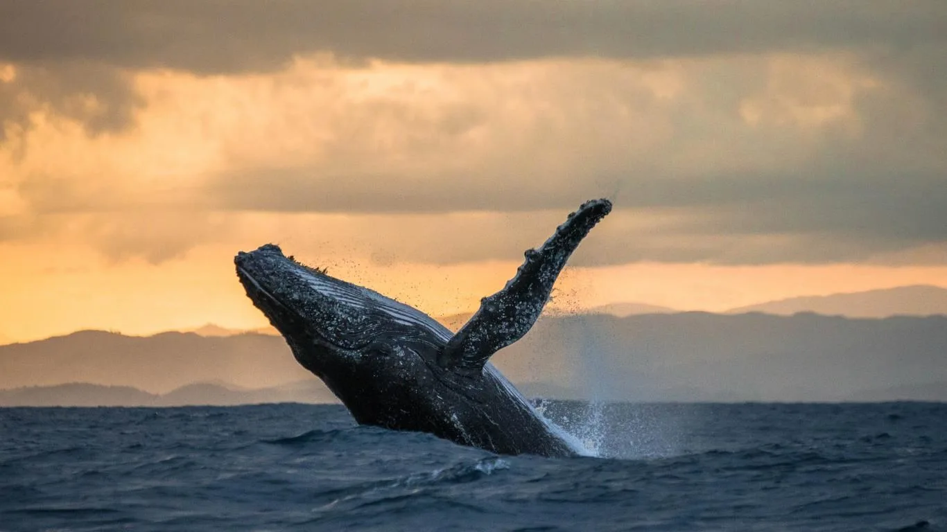 Whales and Dolphins screenshot 4
