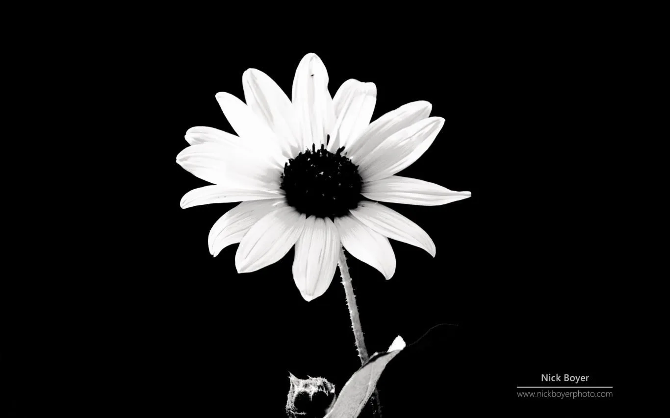 Light and Dark by Nick Boyer screenshot 1