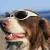 Dogs in Shades
