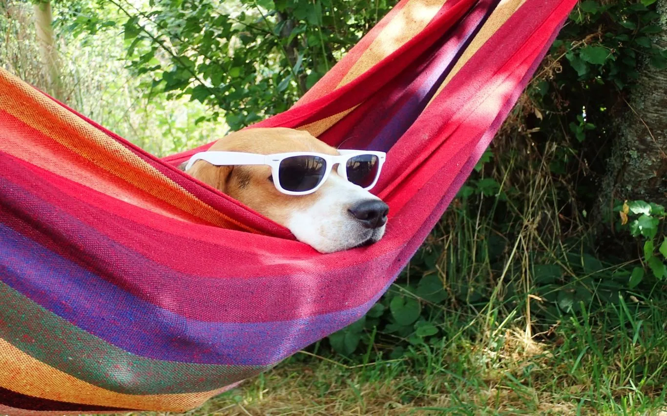 Dogs in Shades screenshot 1