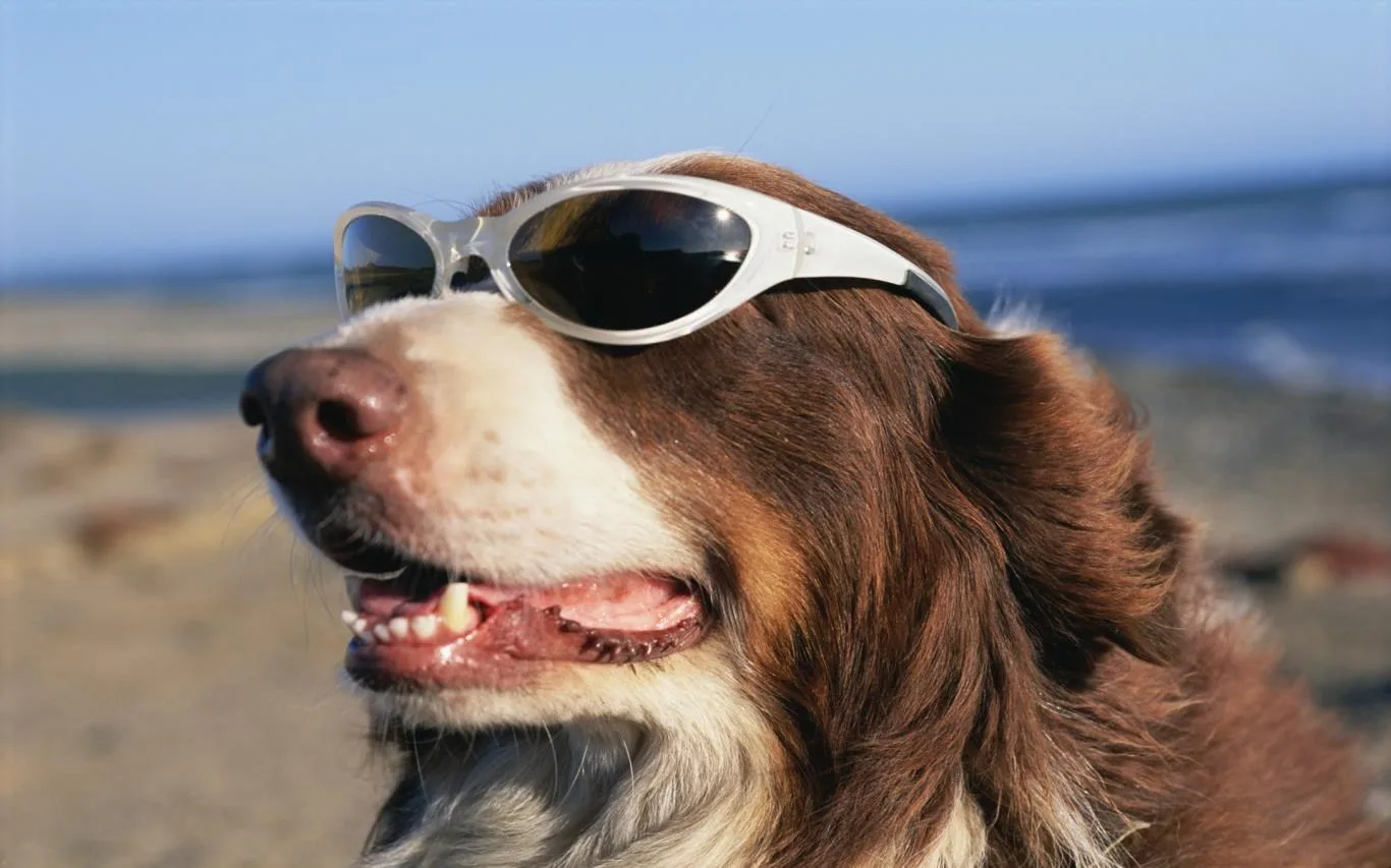 Dogs in Shades screenshot 2