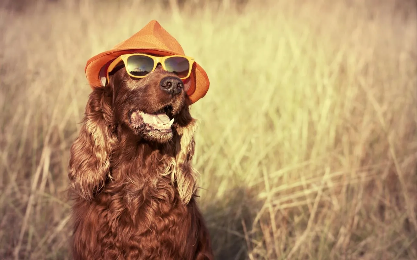 Dogs in Shades screenshot 3