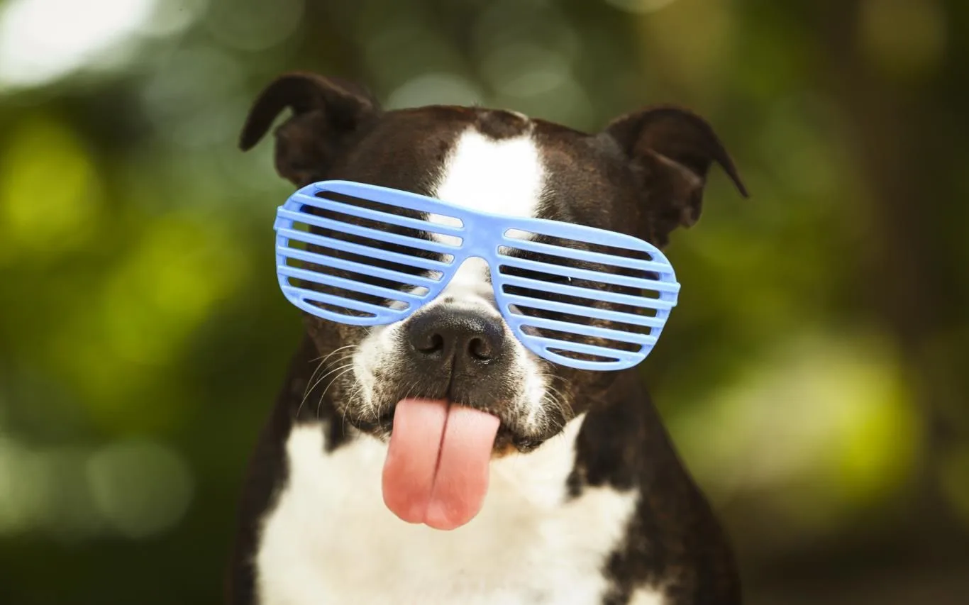 Dogs in Shades screenshot 4