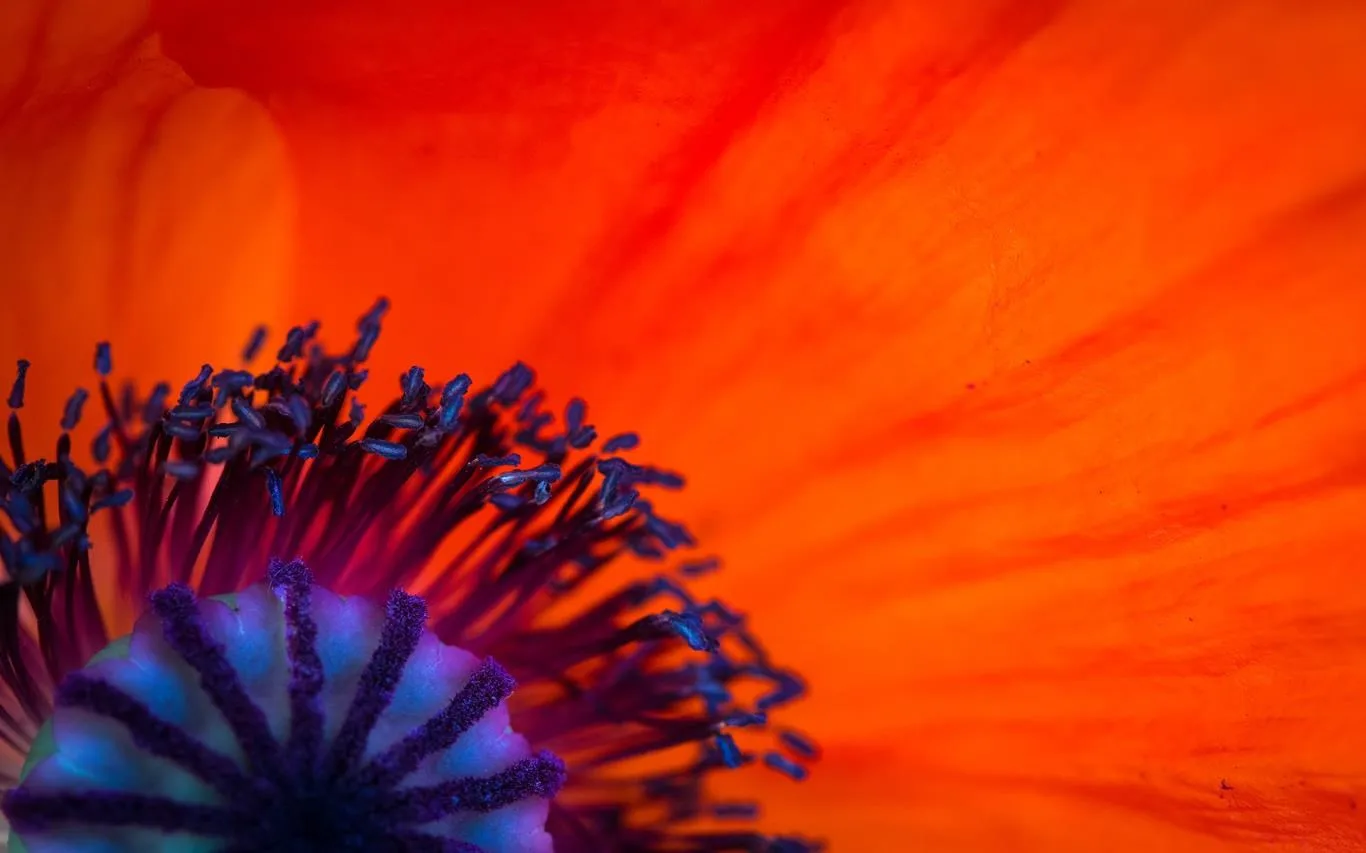 Field of Poppies screenshot 1