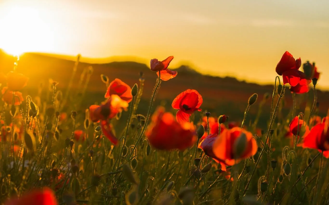 Field of Poppies screenshot 2