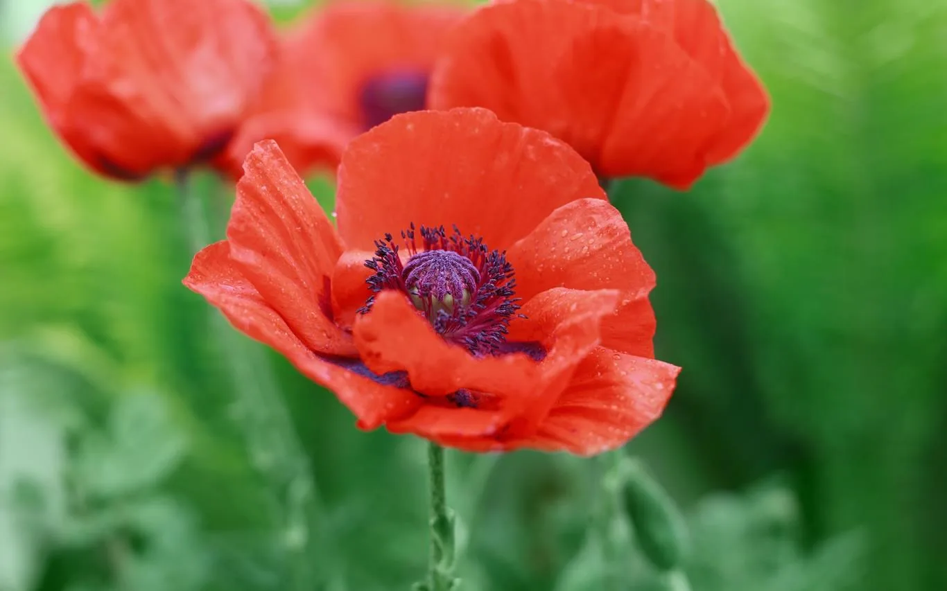Field of Poppies screenshot 3