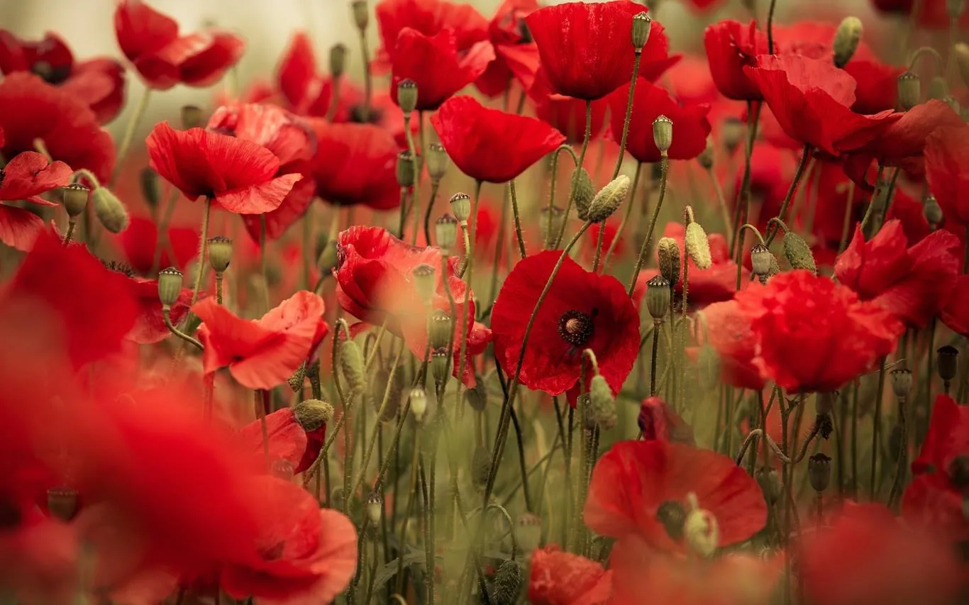 Field of Poppies screenshot 4