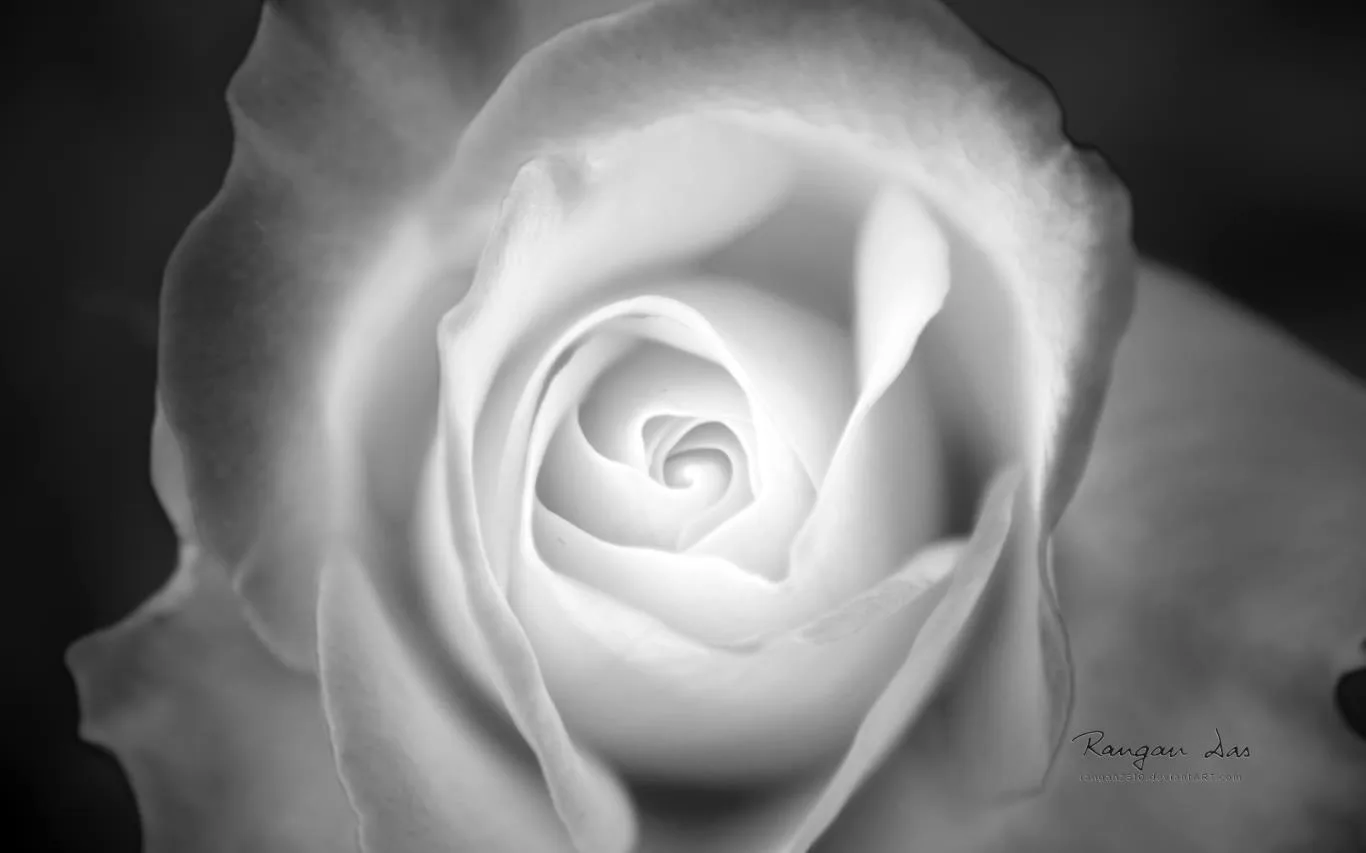 Floral Geometry by Rangan Das screenshot 1