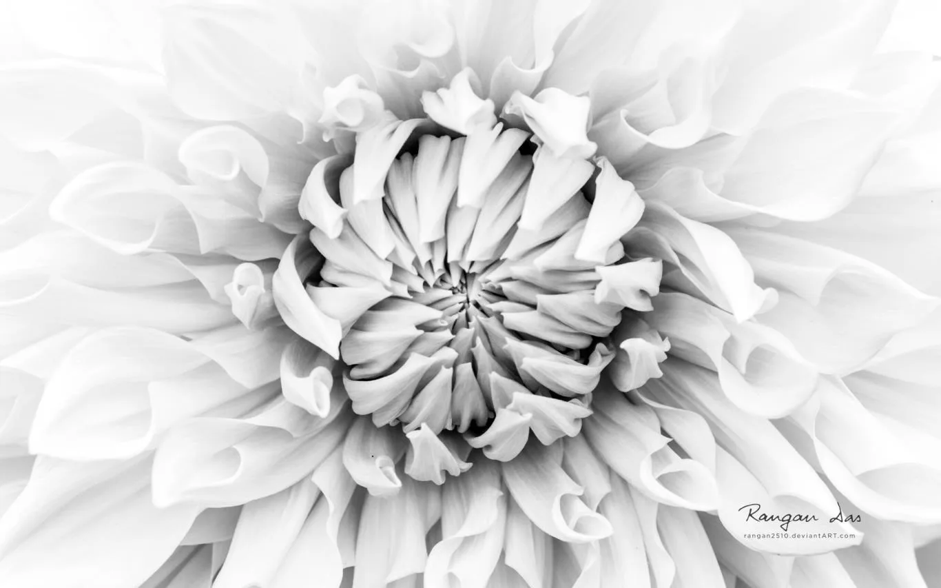 Floral Geometry by Rangan Das screenshot 2