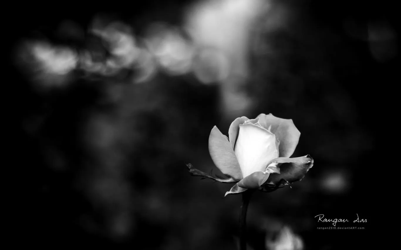 Floral Geometry by Rangan Das screenshot 3