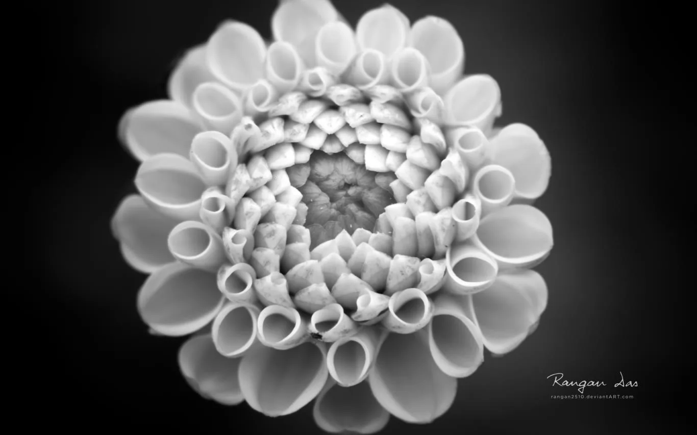 Floral Geometry by Rangan Das screenshot 4