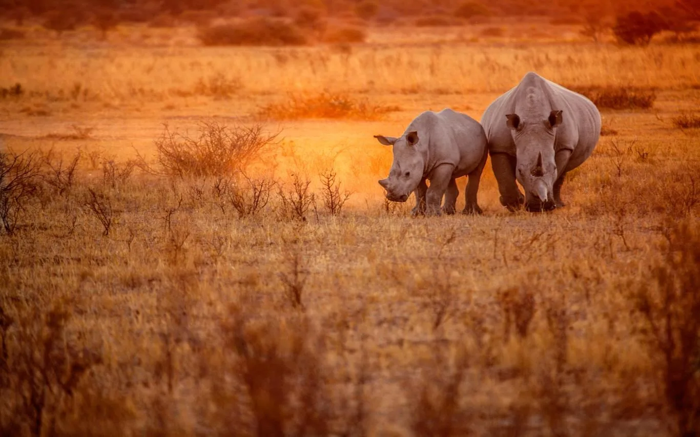 An African Safari screenshot 1