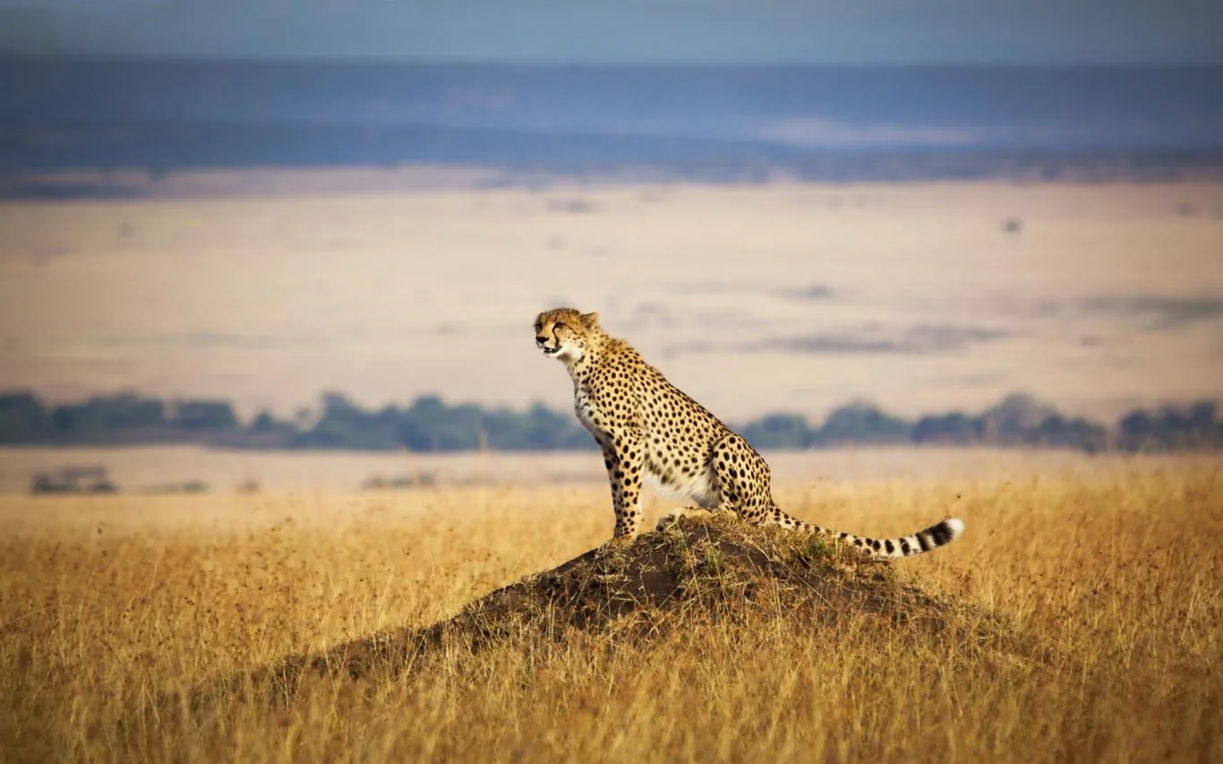An African Safari screenshot 2