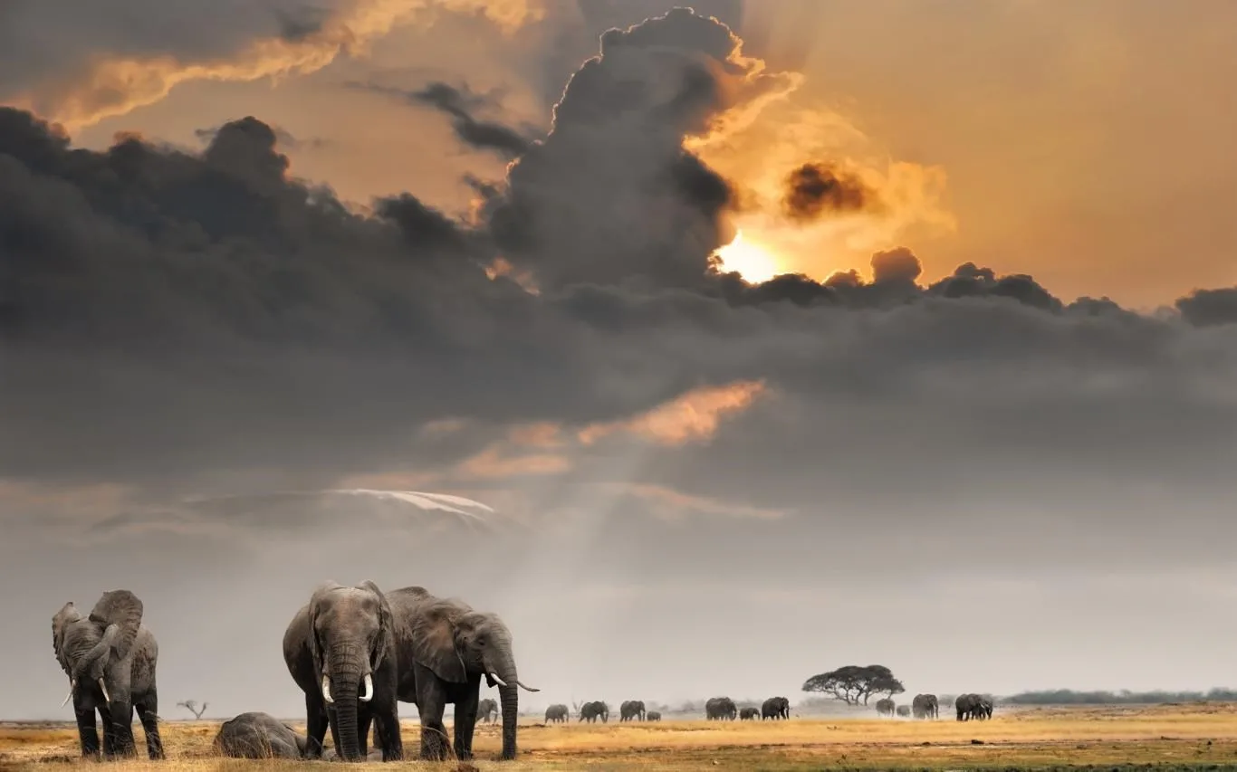 An African Safari screenshot 3