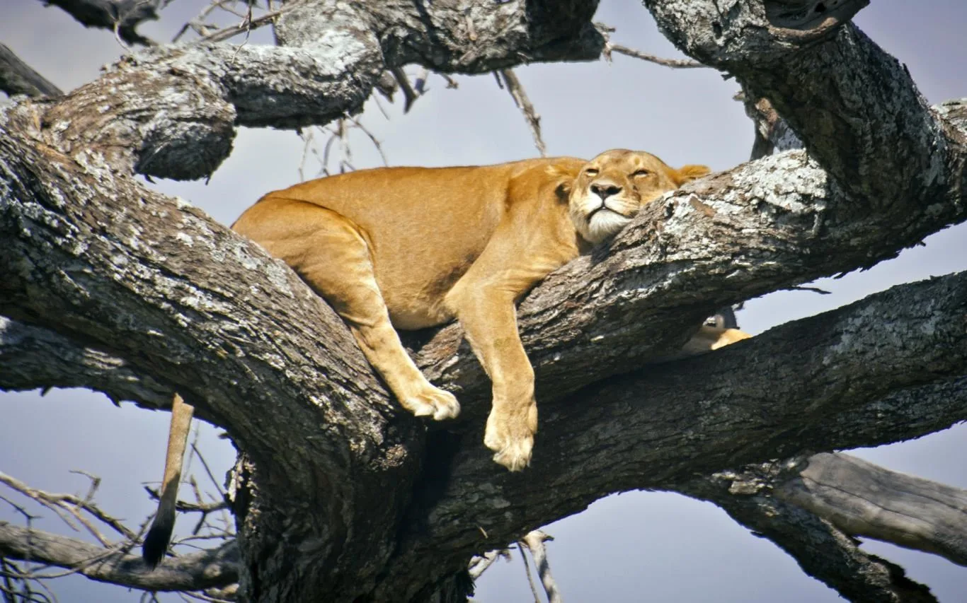 An African Safari screenshot 4