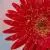 Community Showcase Flora 4