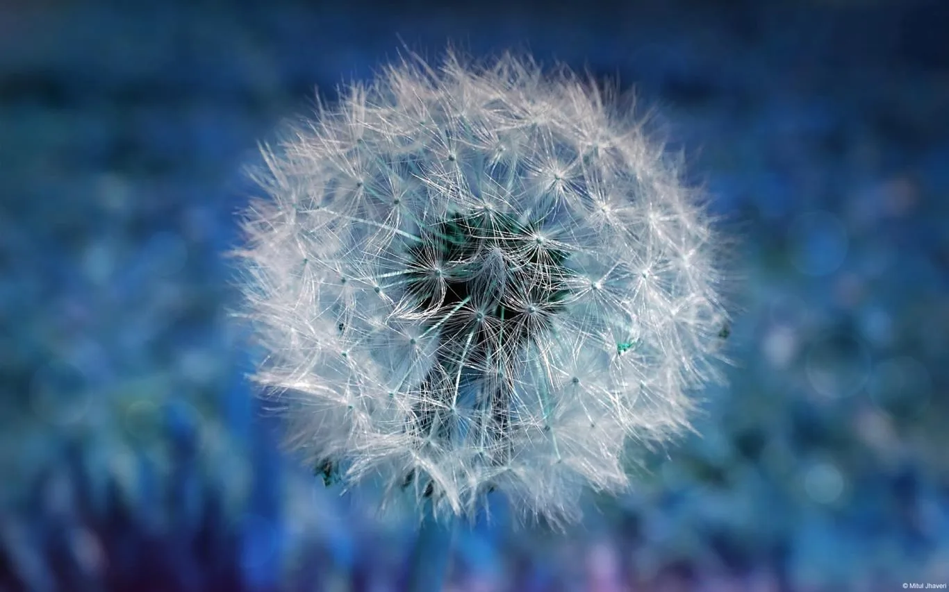 Community Showcase Flora 4 screenshot 1