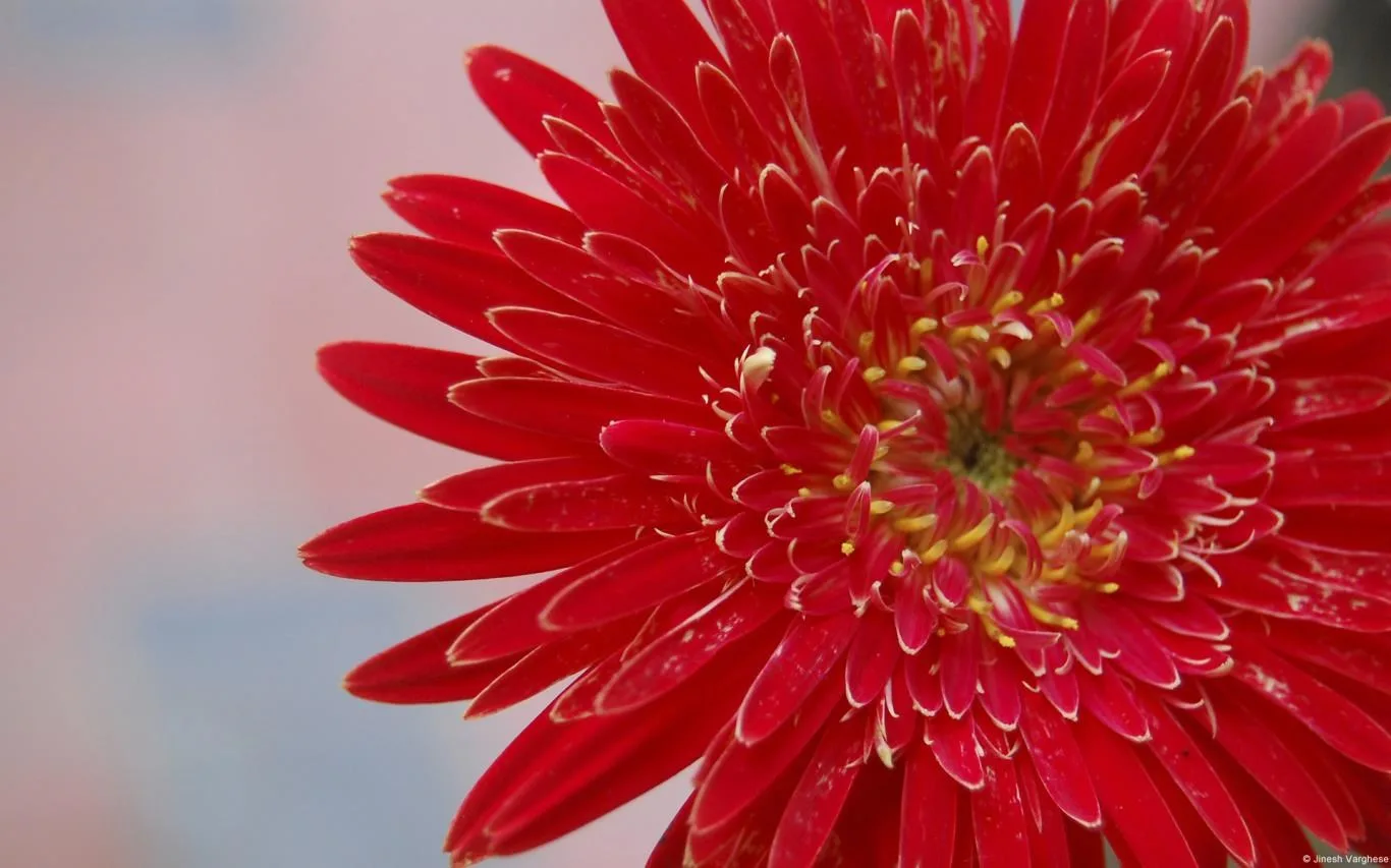 Community Showcase Flora 4 screenshot 2
