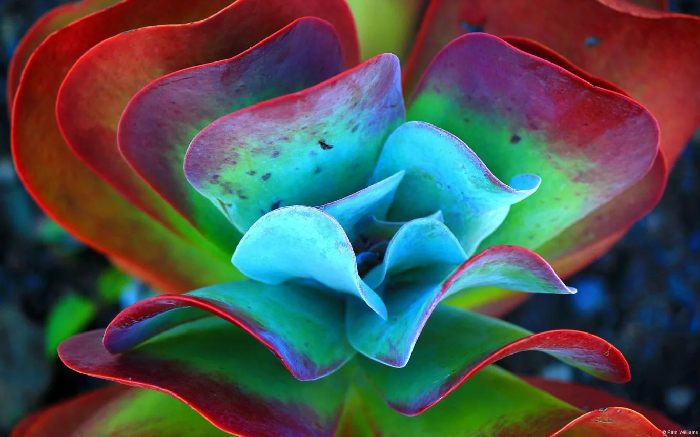Community Showcase Flora 4 screenshot 3