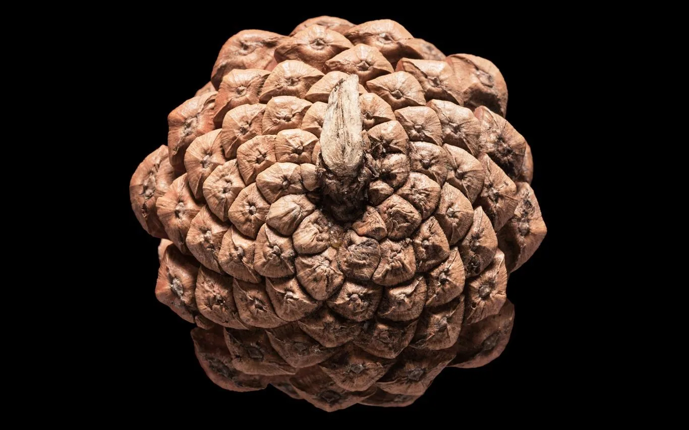 Fibonacci Sequence in Nature screenshot 1