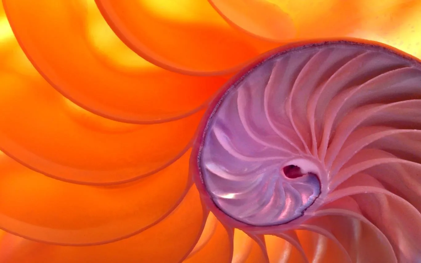 Fibonacci Sequence in Nature screenshot 2