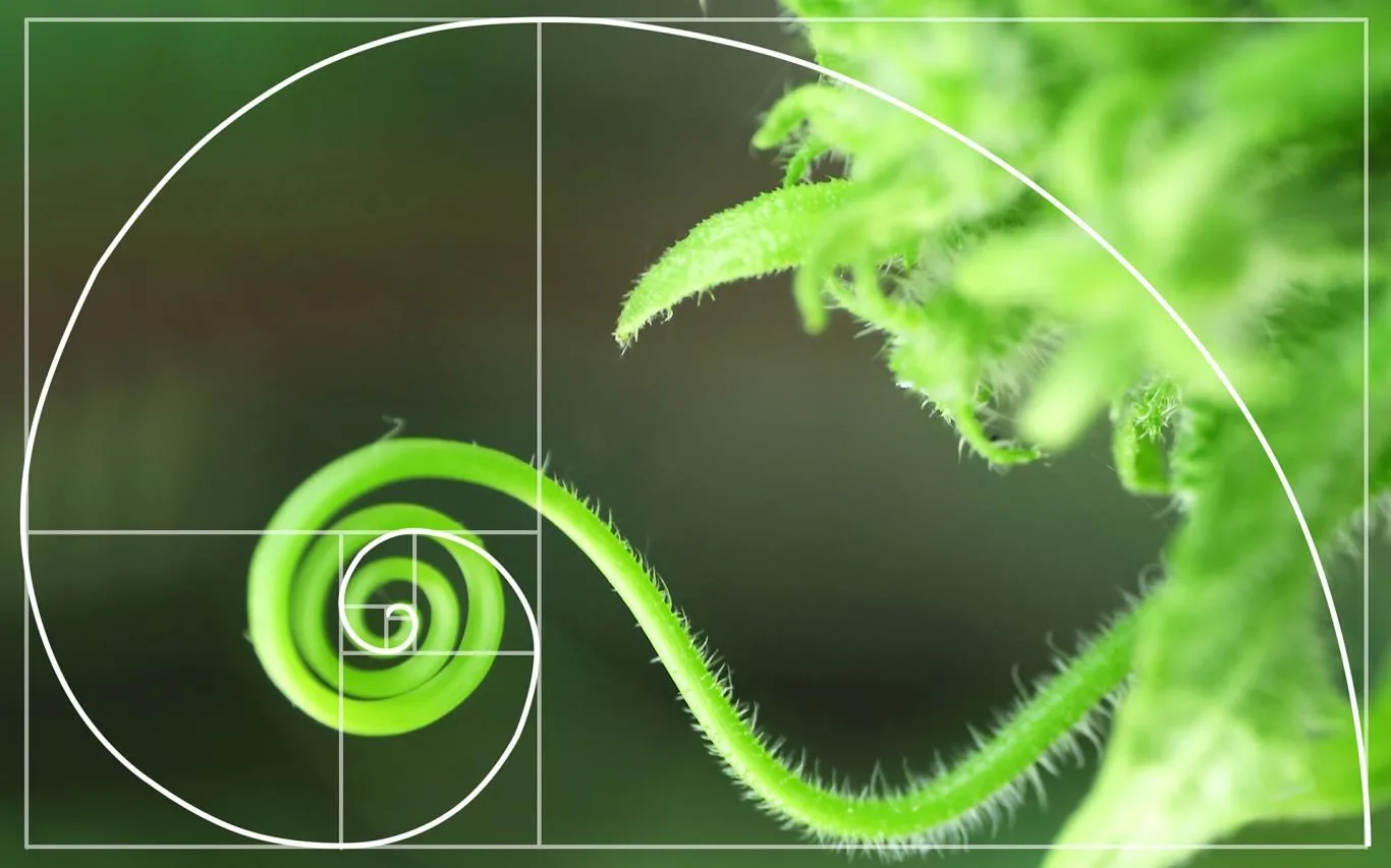 Fibonacci Sequence in Nature screenshot 3