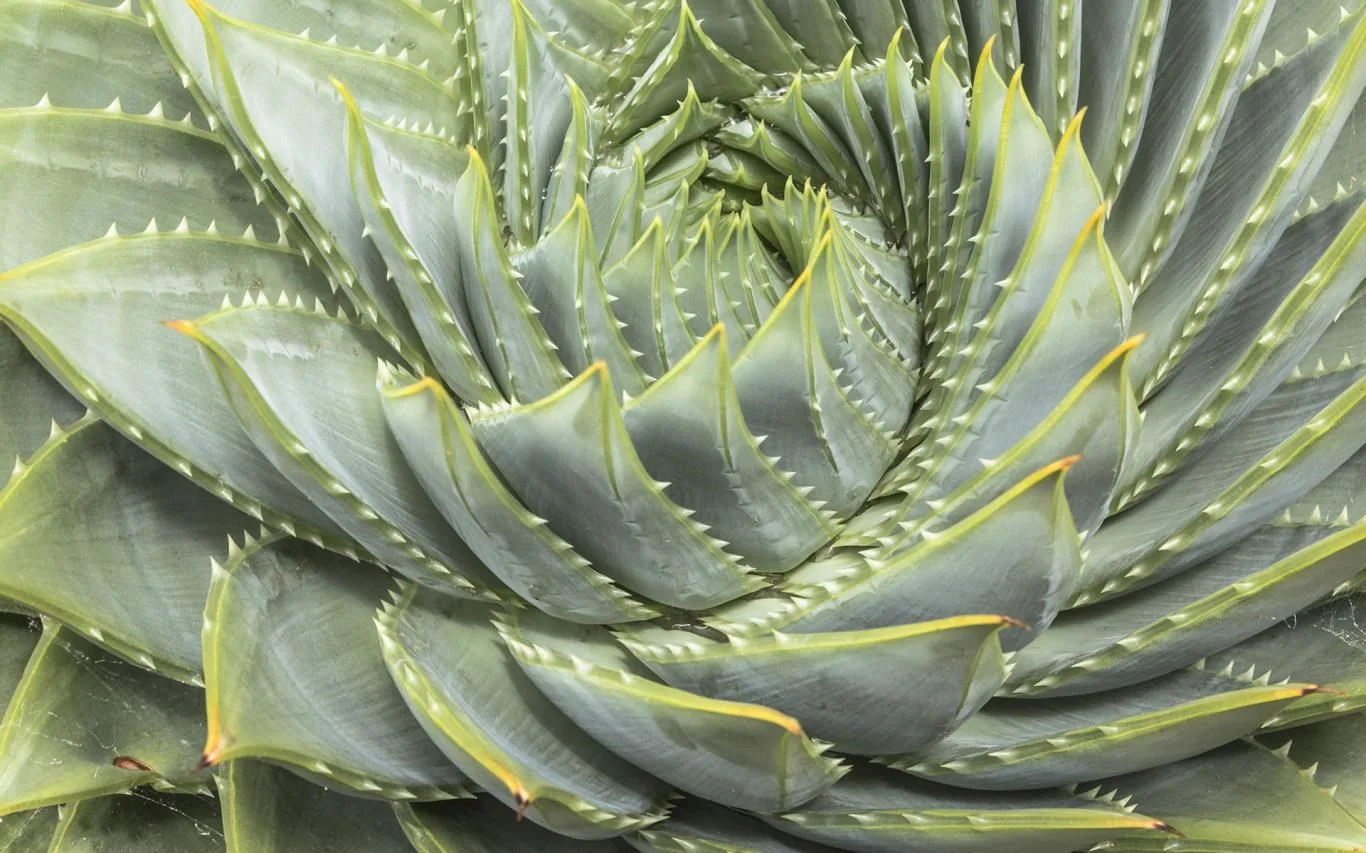 Fibonacci Sequence in Nature screenshot 4
