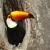 Amazon Wildlife
