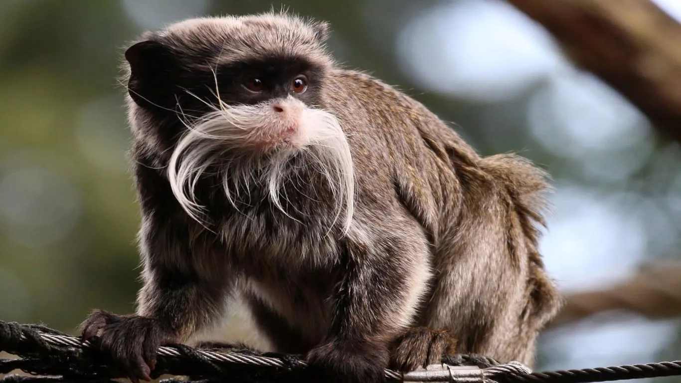 Amazon Wildlife screenshot 1