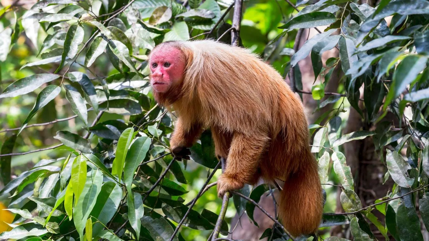 Amazon Wildlife screenshot 2