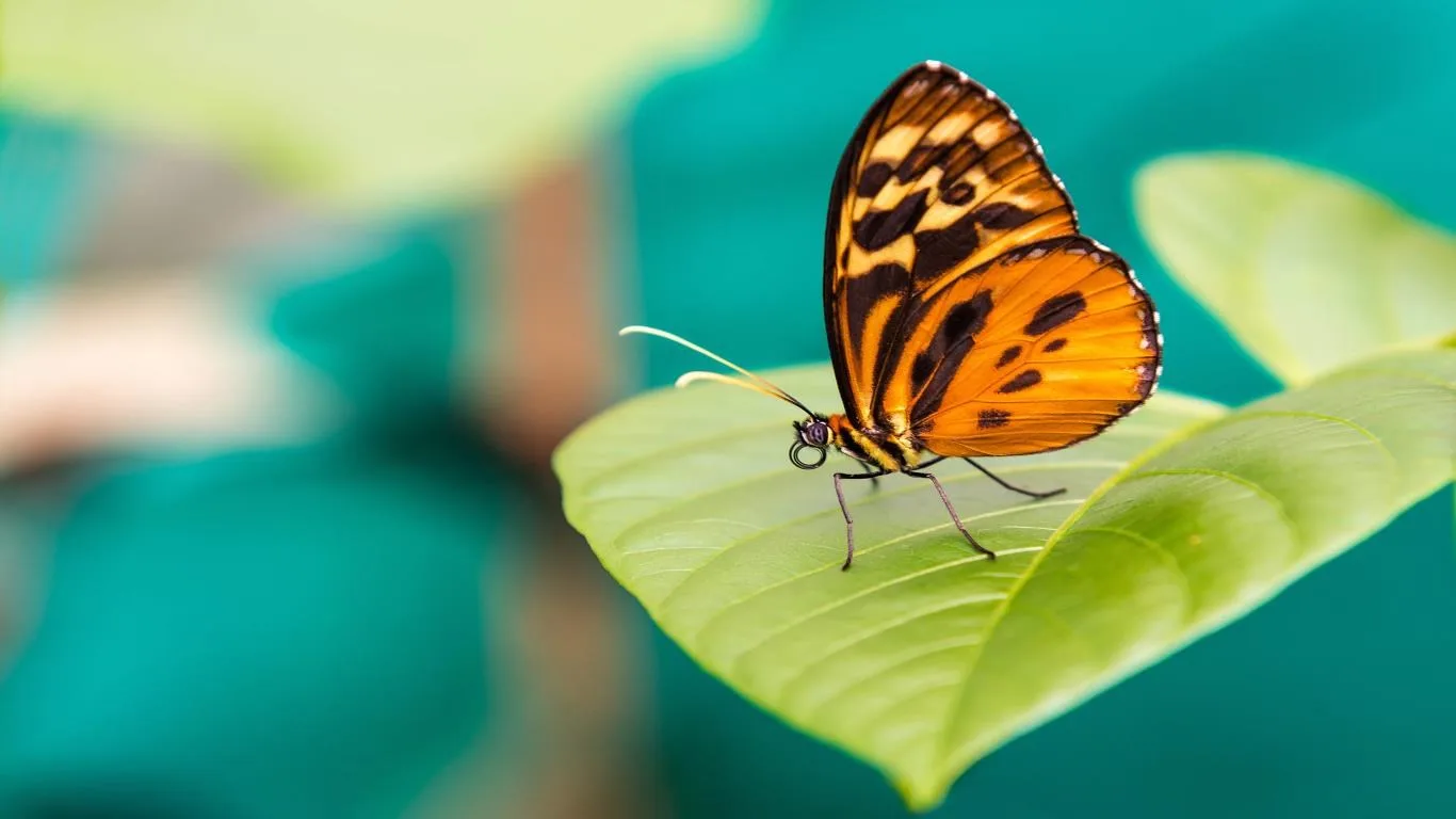 Amazon Wildlife screenshot 3
